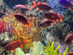 -太平洋海底世界