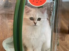 -猫大福·Fortune Cat猫舍(百子湾店)