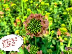 -中国天府农业博览园