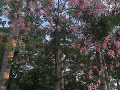 -西双版纳融创皇冠假日度假酒店