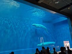 -芜湖新华联大白鲸海洋公园