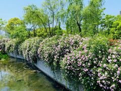-尚贤河湿地