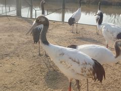 -盐城丹顶鹤湿地生态旅游区
