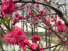 -洋湖国家湿地公园