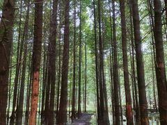 -桤木河湿地公园