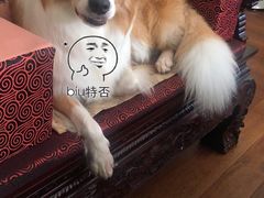 -卞姐蛋饼(陕西南路店)