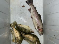 -新怡路亚垂钓园