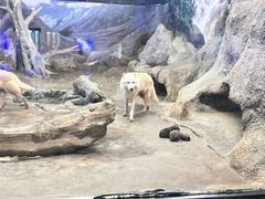 -西安曲江海洋极地公园
