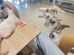 -藏猫猫咖啡主题馆(中央大道店)