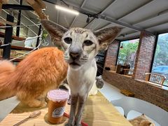 -豆逗聊愈猫阁Easy Life