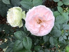 -人民公园(罗湖区)