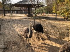 -石家庄市动物园