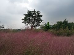 -白鹭湾湿地公园