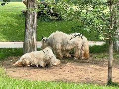 -北京野生动物园