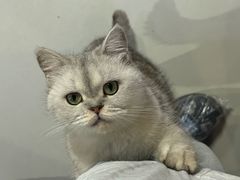 -豆逗聊愈猫阁Easy Life