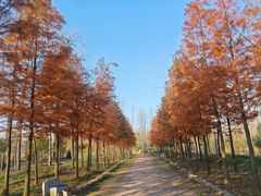 -合肥滨湖国家森林公园