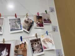 -瑞派康怡24h宠物医院·犬猫医疗中心·微创绝育(瑞景分院)