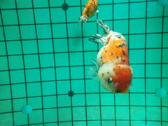 -北戴河圣蓝海洋公园