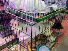 -花鸟鱼虫鲜花绿植市场(玉泉路店)