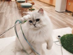 -BABIT巴比特宠物(MOMOPARK店)