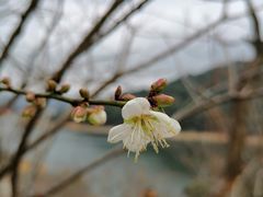 -广州市流溪河国家森林公园