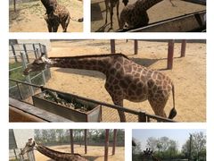 -石家庄市动物园