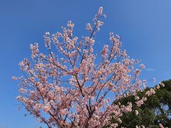 -新江湾城公园
