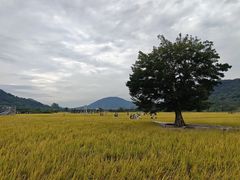 -风云岭森林公园