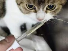 -瑞派动物医院·猫专科·至诚(江南中分院)