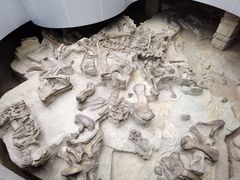 -自贡恐龙博物馆