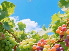 -白鹿原葡萄主题公园