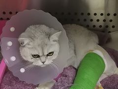 -美联众合动物医院·24h转诊中心