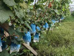 -马陆小张葡萄园农家乐