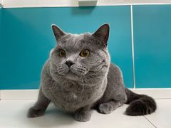 -乖乖宠物医院·猫科·急重症中心(车站北路分院)