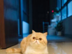 -派联宠物医院·24h·CT·异宠