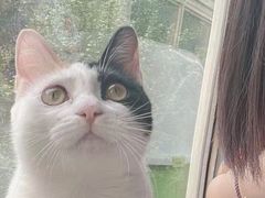 -纳吉亚猫专科动物诊疗中心(蒋宅口分院)