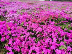 -大塘金香草谷