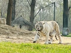 -北京野生动物园