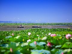 -洪湖生态旅游区