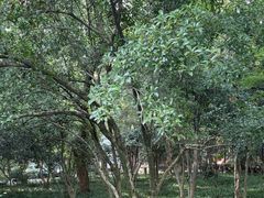 -杭州植物园
