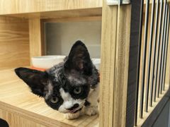 -山宅一喵德文卷毛猫舍