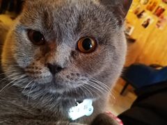 -名猫咖啡馆·撸猫·拼豆