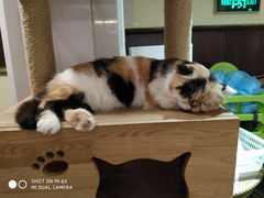 -more than meow吴止猫主题餐厅(承德 中船汇店)