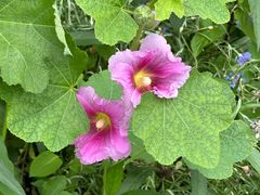 -金水泊山庄·花椒鸡(铁山坪店)