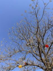 -DORA kids 朵拉儿童摄影花园店