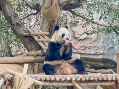 -灵玲国际马戏城