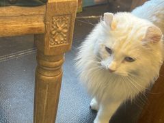 -猫小院猫主题餐厅(南锣旗舰店)