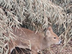 -深圳野生动物园