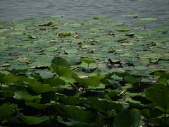-东湖落雁景区