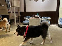 -逗柴咖啡屋·狗咖猫咖宠物桌游